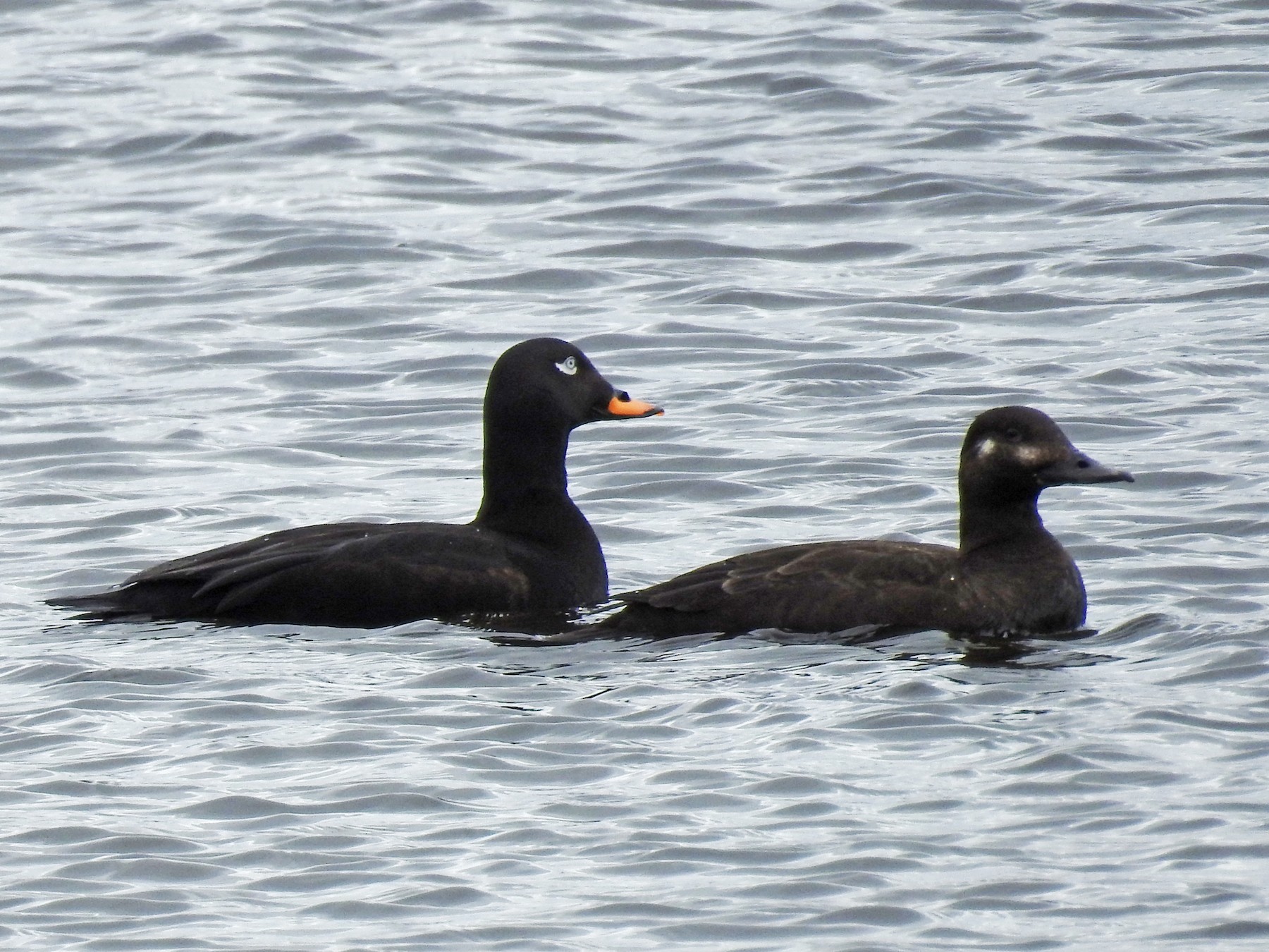 Velvet Scoter - Ashwin Viswanathan