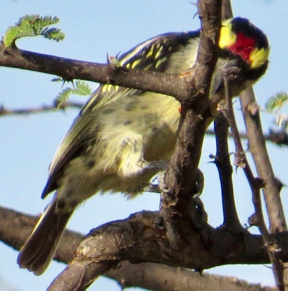 Red-fronted Barbet - ML113595331