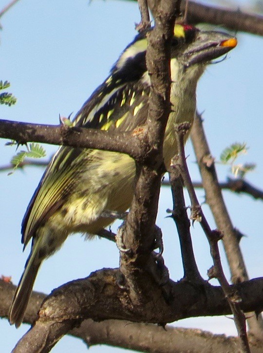 Red-fronted Barbet - Teri Martine