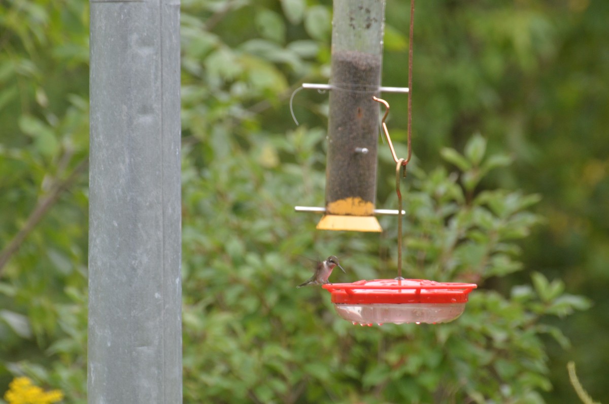 Ruby-throated Hummingbird - Nathaniel  Wegner