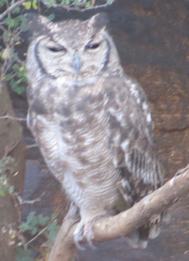 Grayish Eagle-Owl - ML113595891