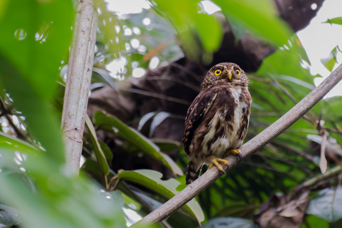 Cloud-forest Pygmy-Owl - Guillermo NAGY Aramacao Tours