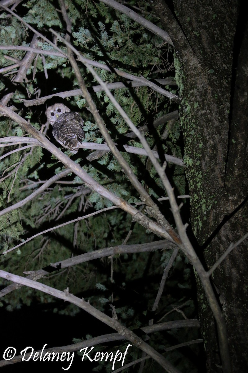 Spotted Owl (Mexican) - Delaney Kempf