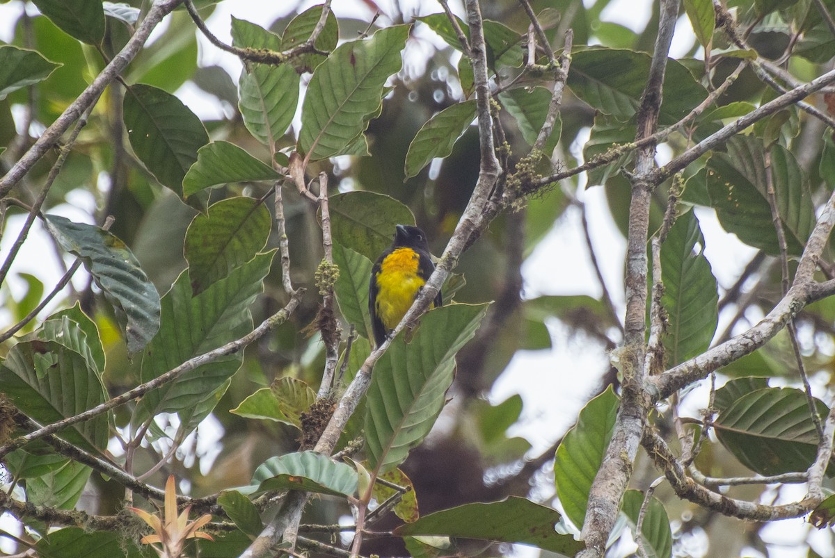 Black-and-gold Tanager - Guillermo NAGY Aramacao Tours