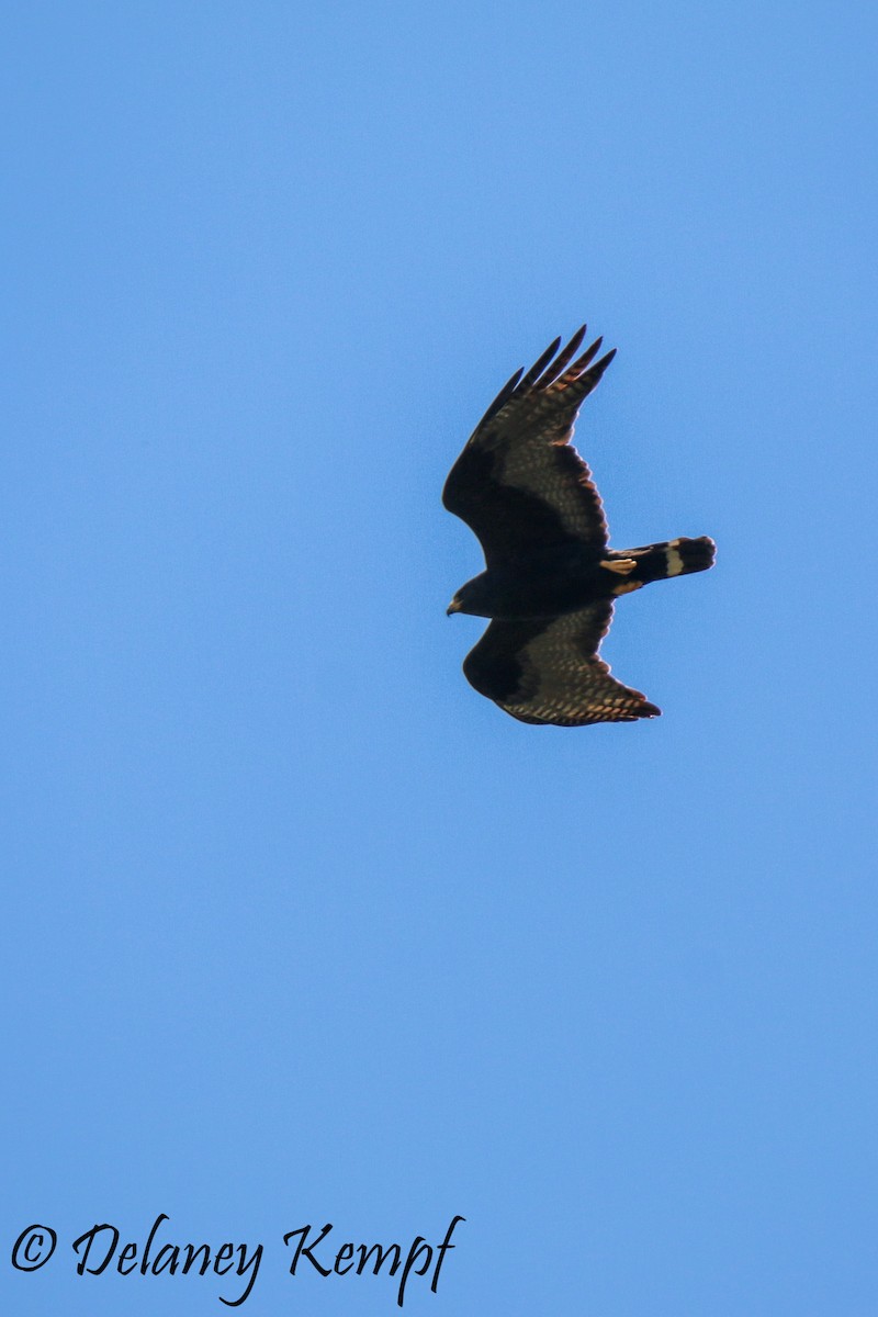 Zone-tailed Hawk - Delaney Kempf