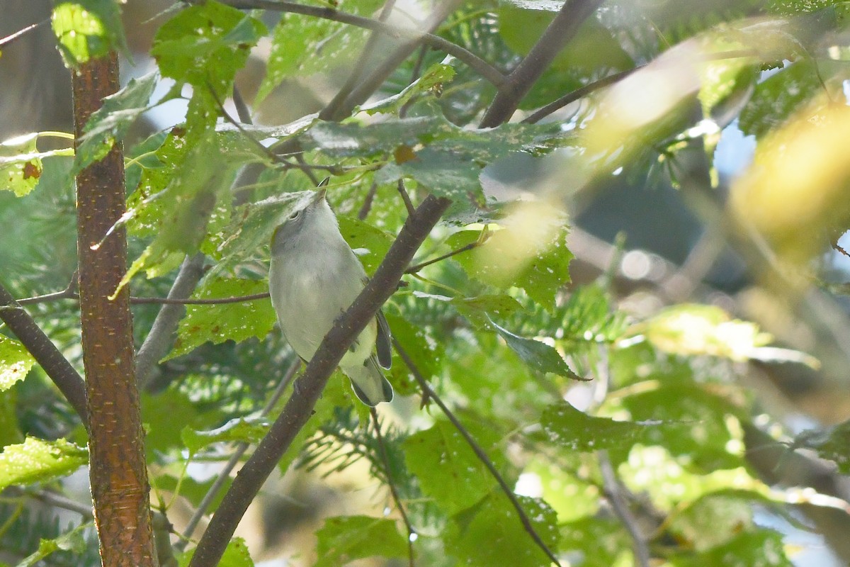 Chestnut-sided Warbler - thomas berriman