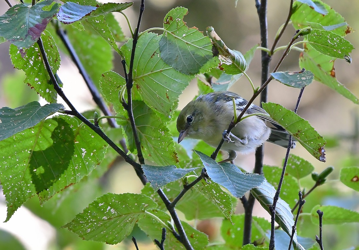Bay-breasted Warbler - thomas berriman