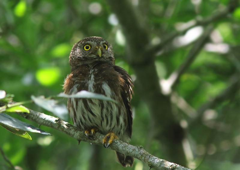 Tamaulipas Pygmy-Owl - ML113602961