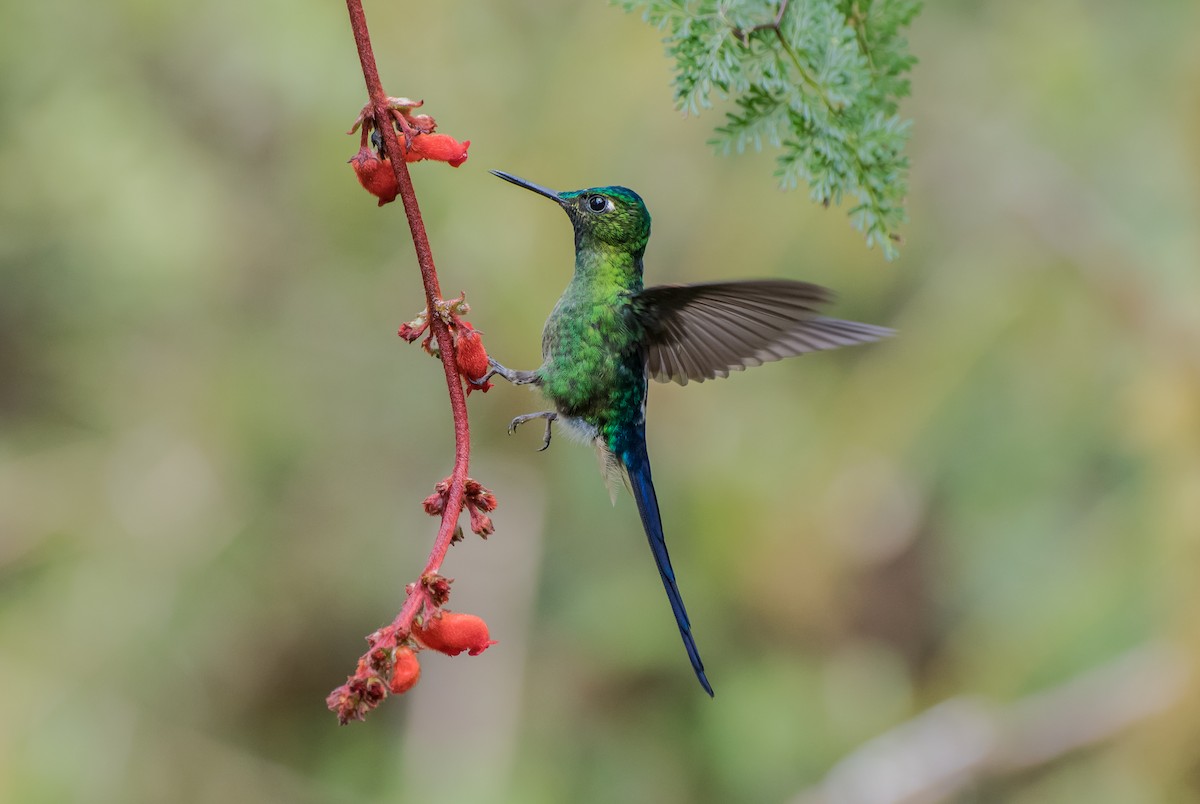 Violet-tailed Sylph - ML113603201