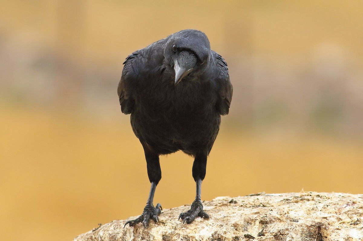 Common Raven - Uğur Demirtaş
