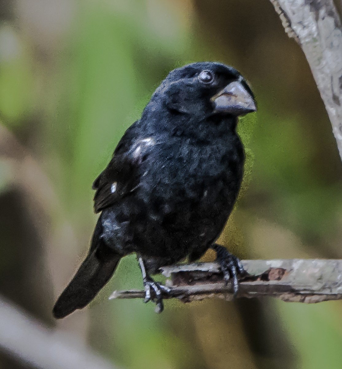 Thick-billed Seed-Finch - ML113603491