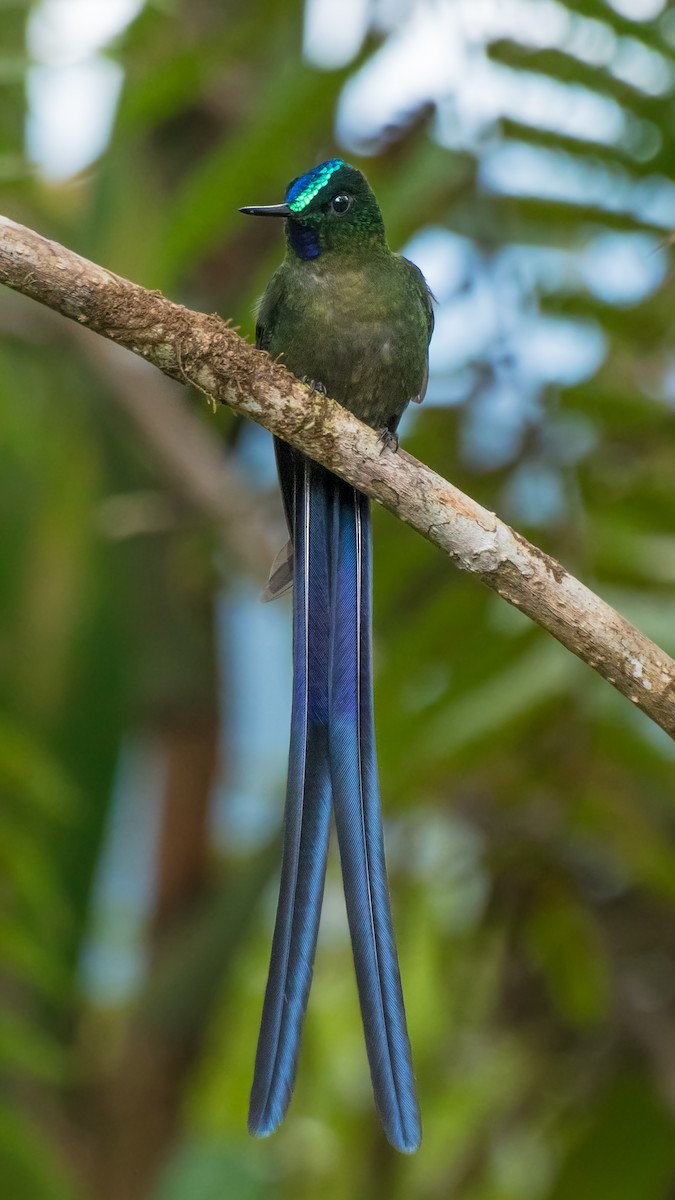 Violet-tailed Sylph - ML113603521