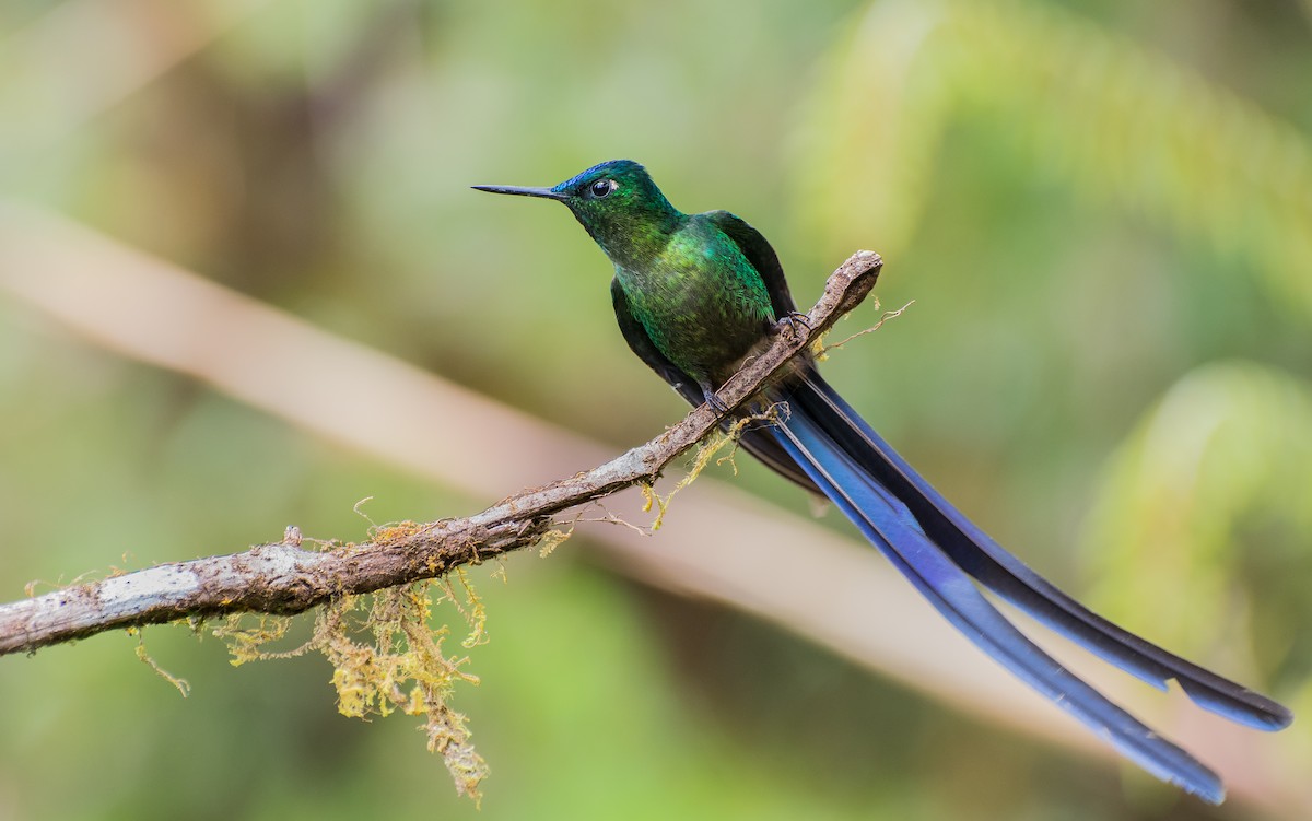 Violet-tailed Sylph - ML113603571