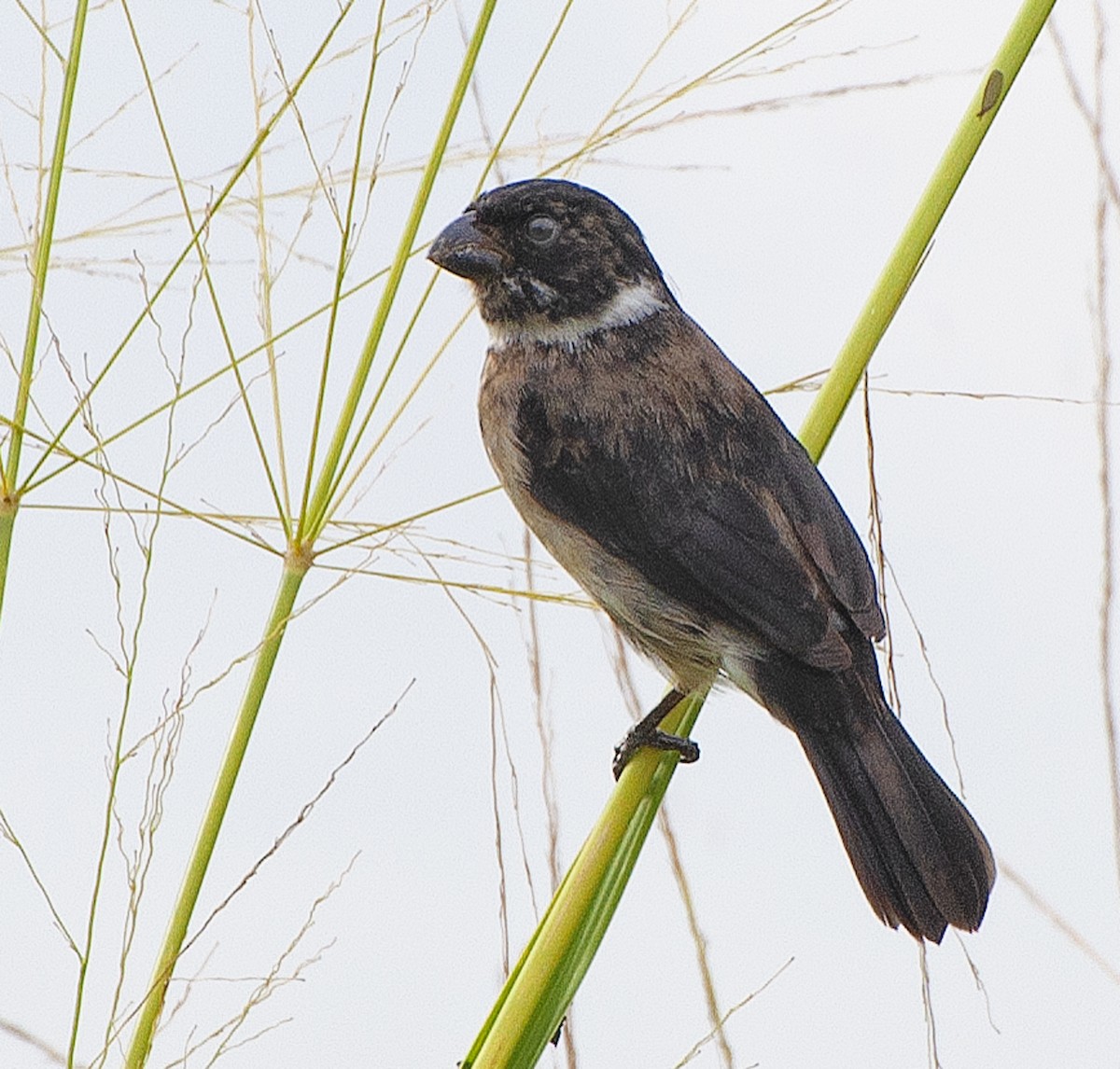 Variable Seedeater - ML113604701