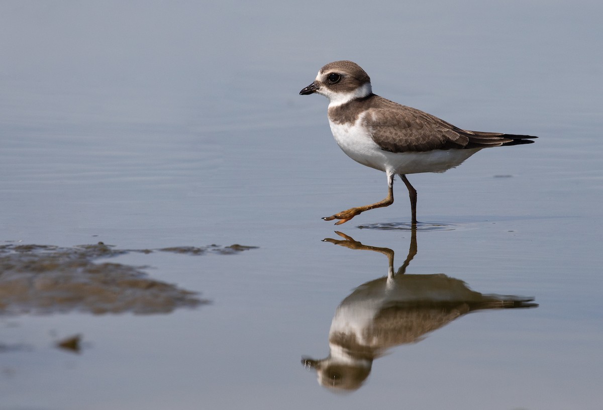Semipalmated Plover - ML113611761