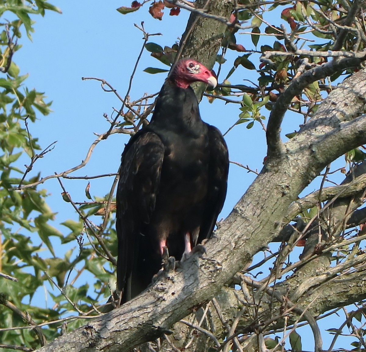 Turkey Vulture - Brenda Bull