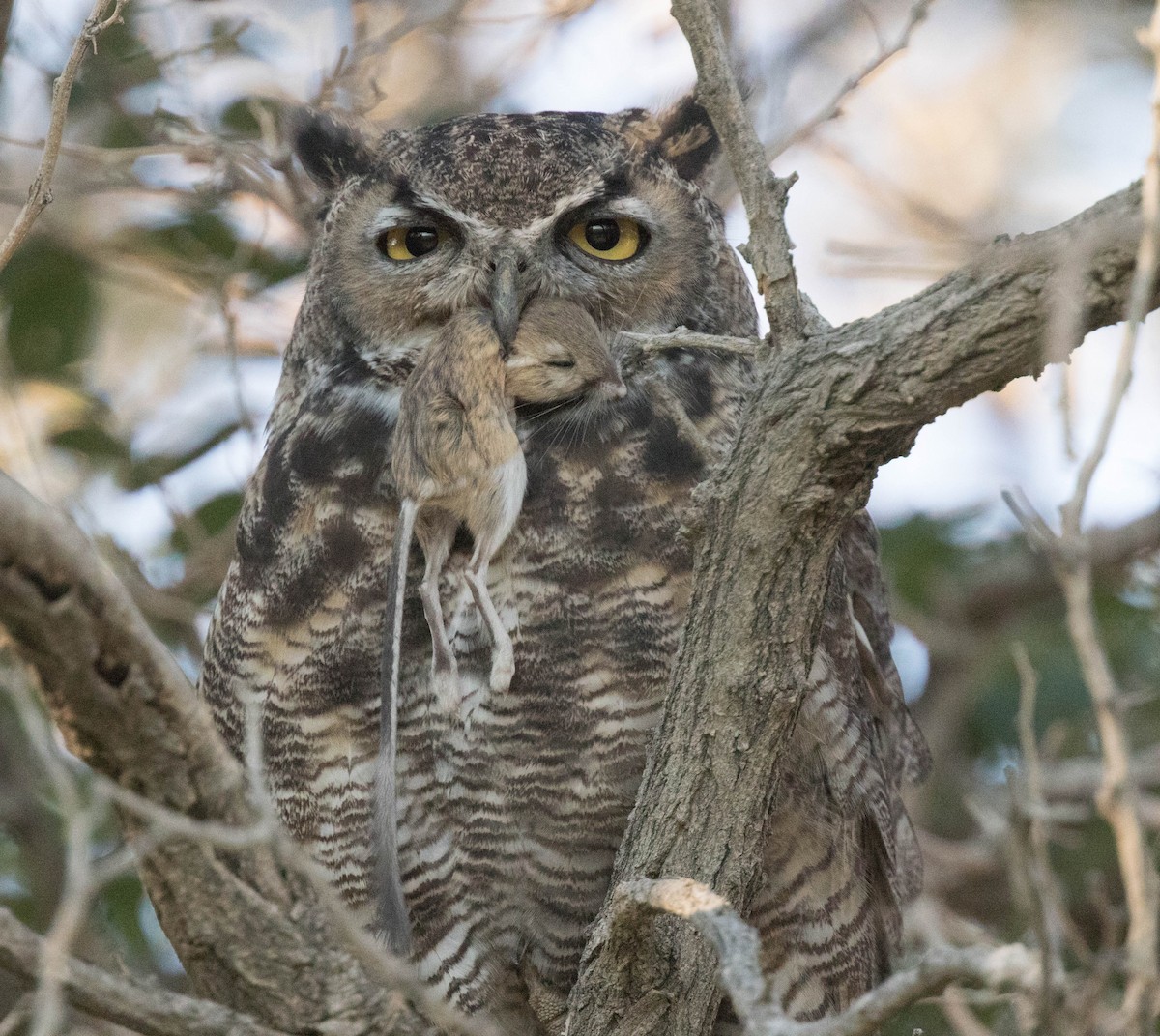 Great Horned Owl - ML113617291