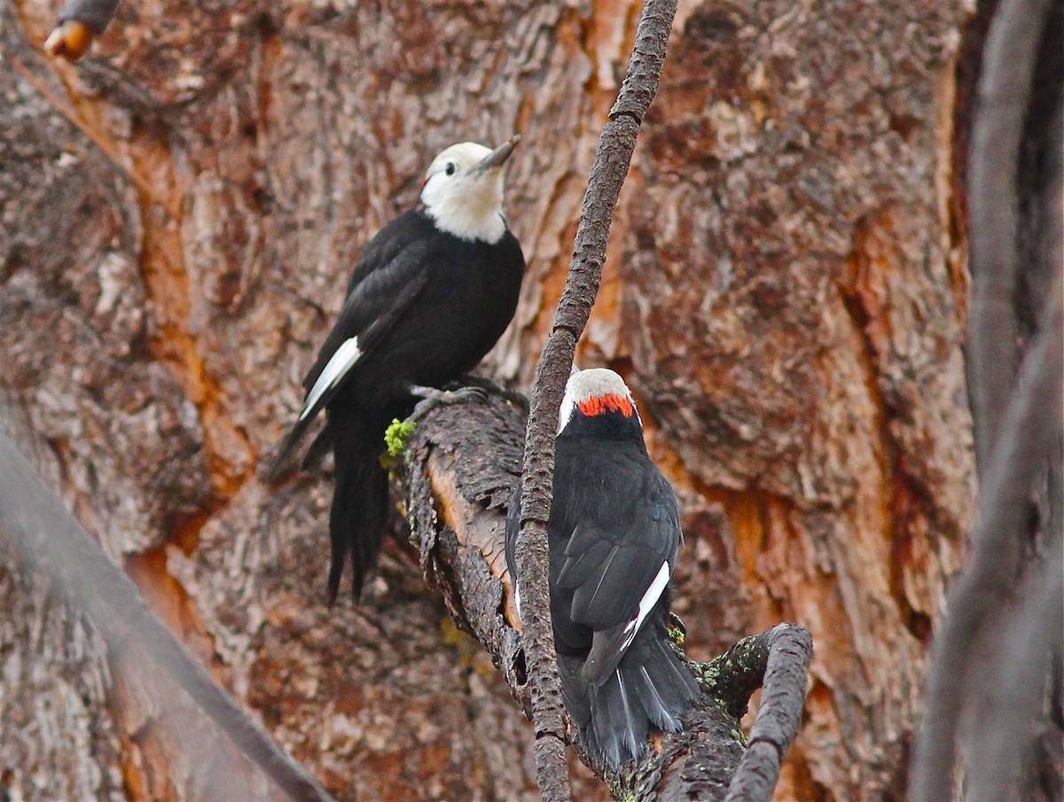 White-headed Woodpecker - Bill Hill