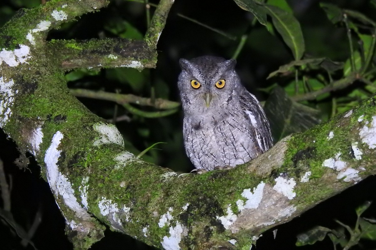 Pacific Screech-Owl - Abner Soto Brenes