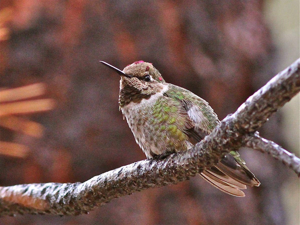 Anna's Hummingbird - Bill Hill