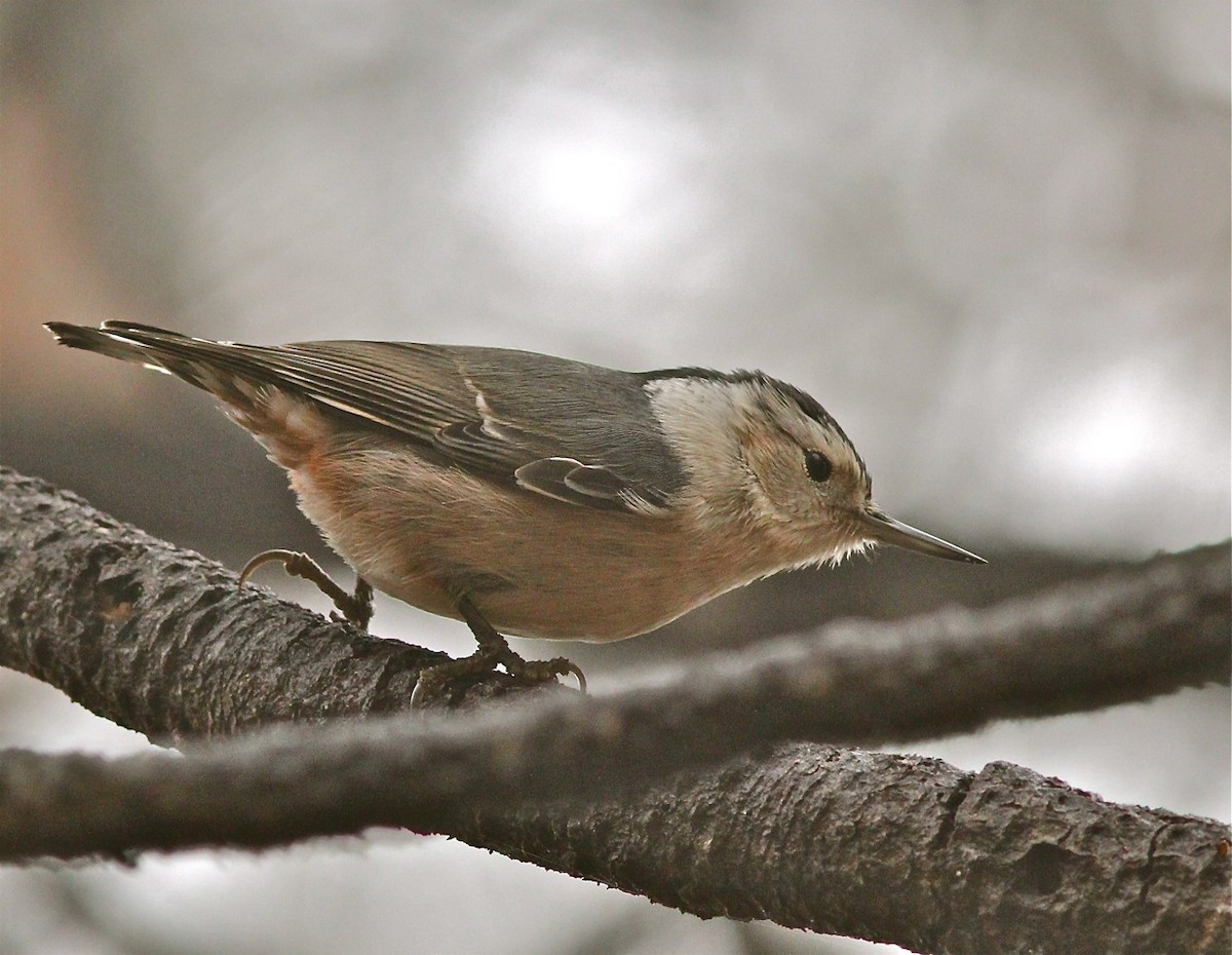 White-breasted Nuthatch - ML113619321
