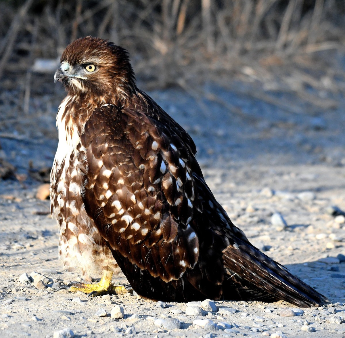 Red-tailed Hawk - ML113623601