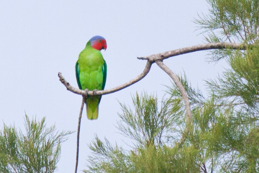 Red-cheeked Parrot - Sue Wright