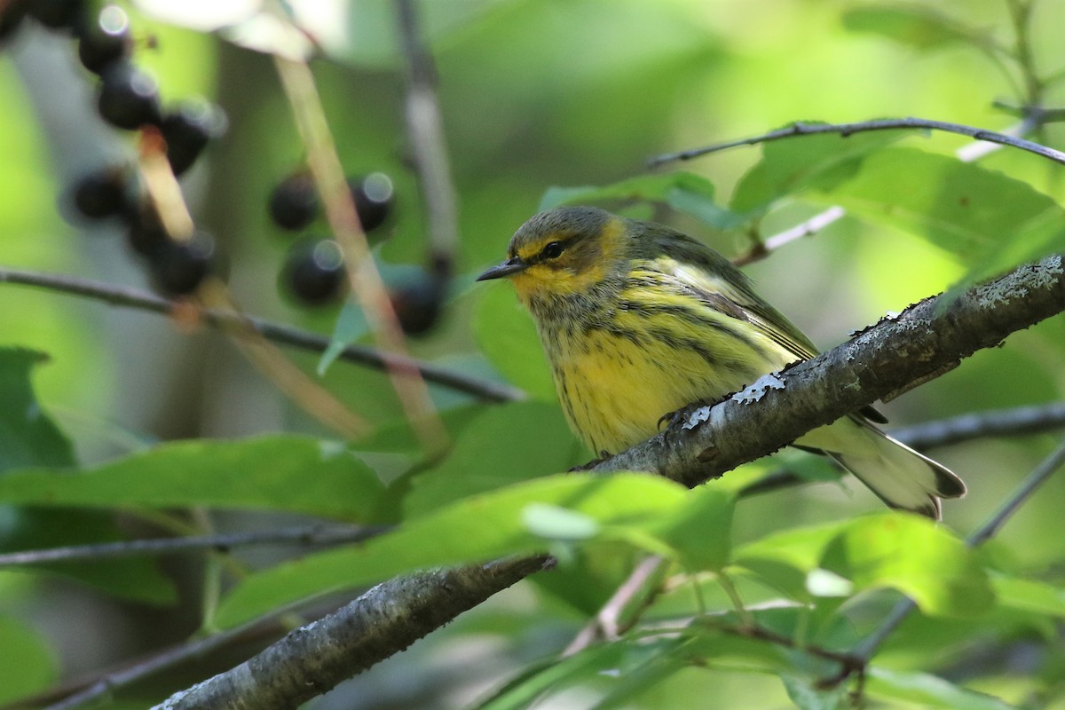 Cape May Warbler - ML113630521