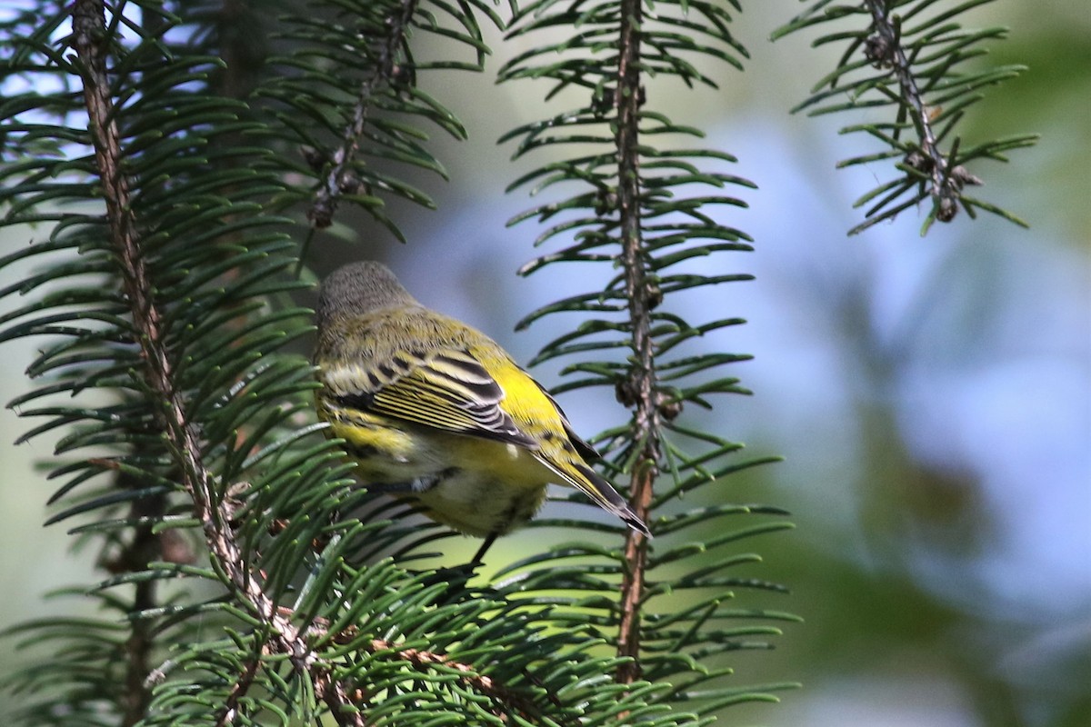 Cape May Warbler - ML113630881