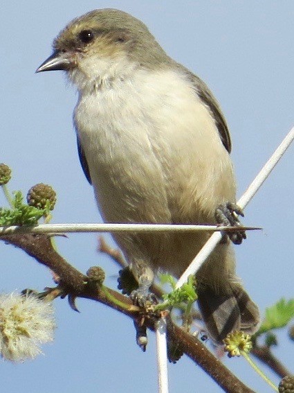 Mouse-colored Penduline-Tit - ML113631141