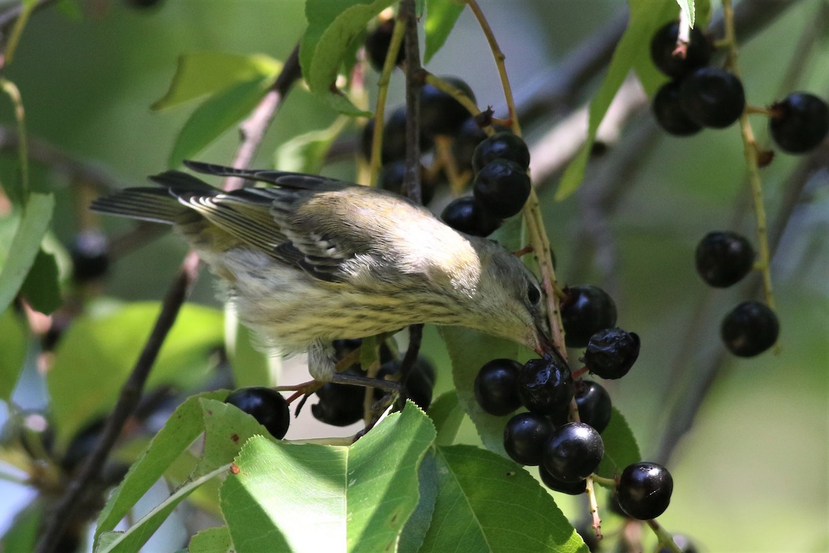 Cape May Warbler - ML113633111