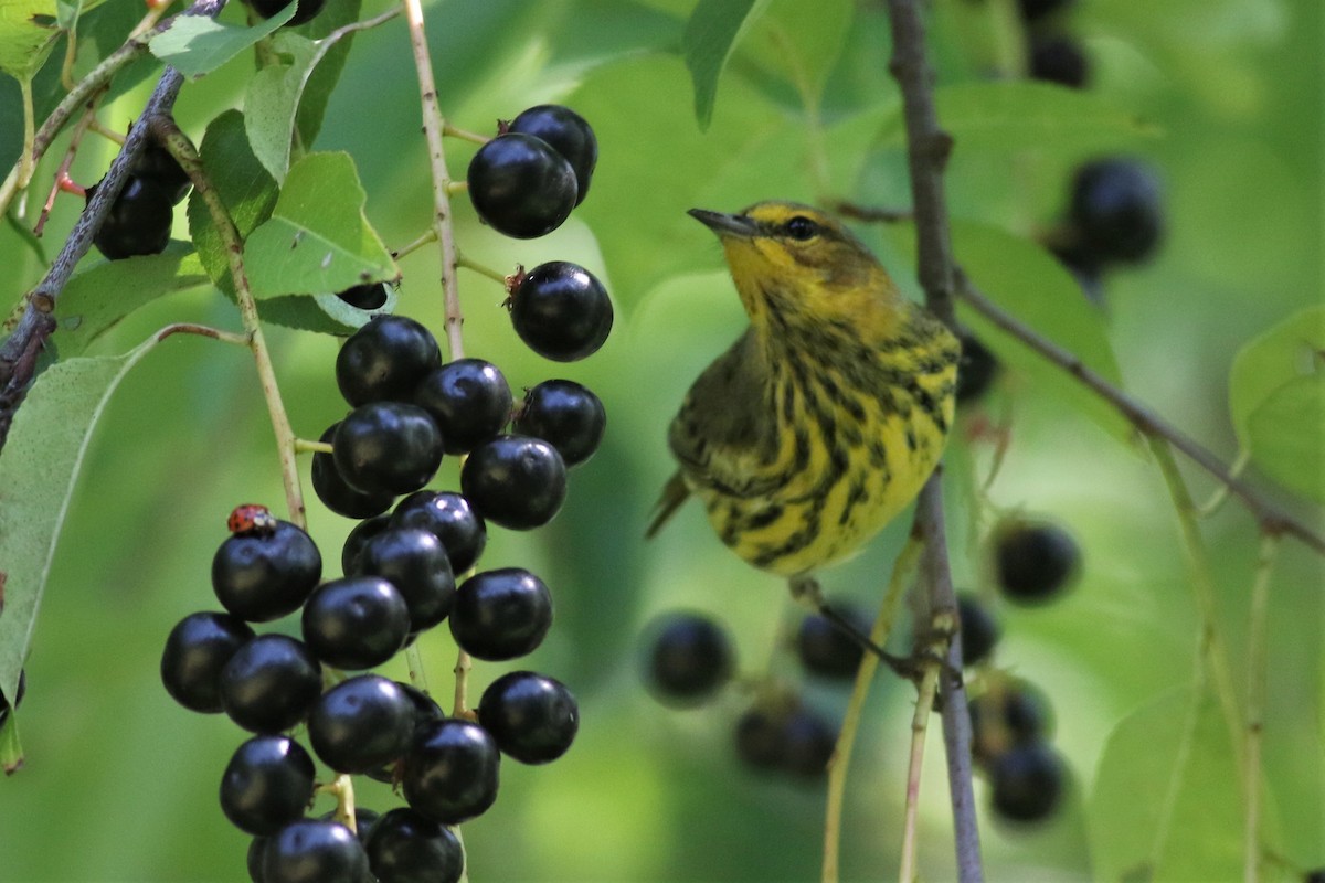 Cape May Warbler - ML113633121
