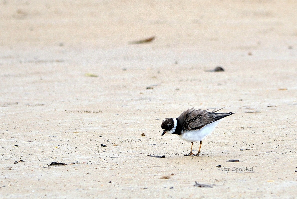 Semipalmated Plover - ML113634491