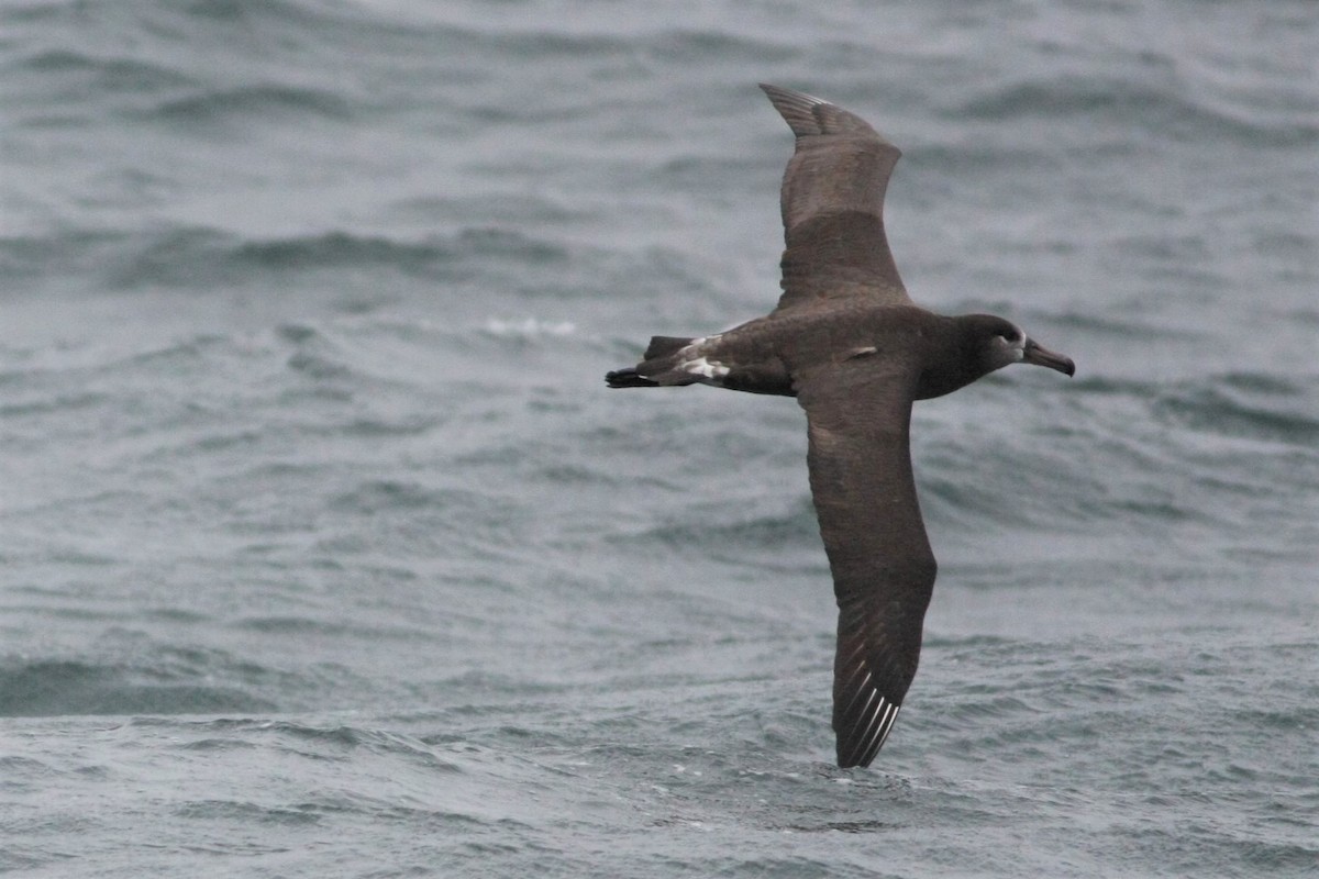 Black-footed Albatross - Wyatt Egelhoff