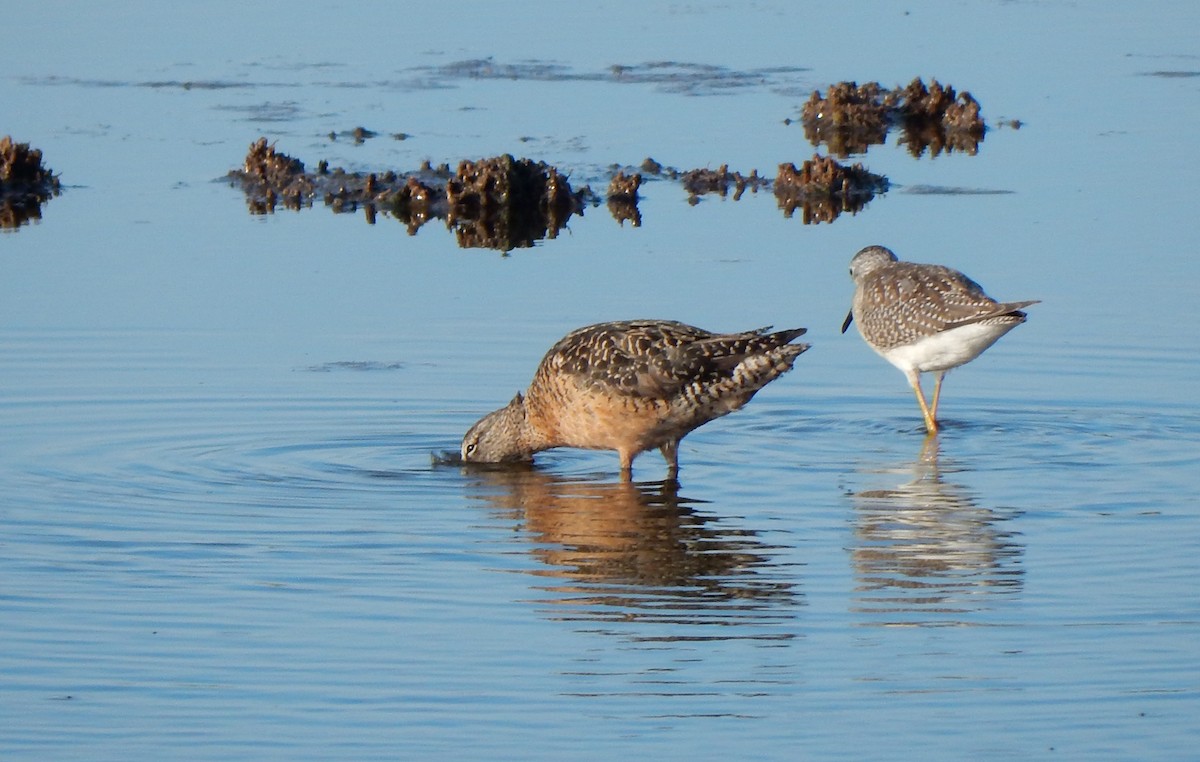 Long-billed Dowitcher - ML113636601