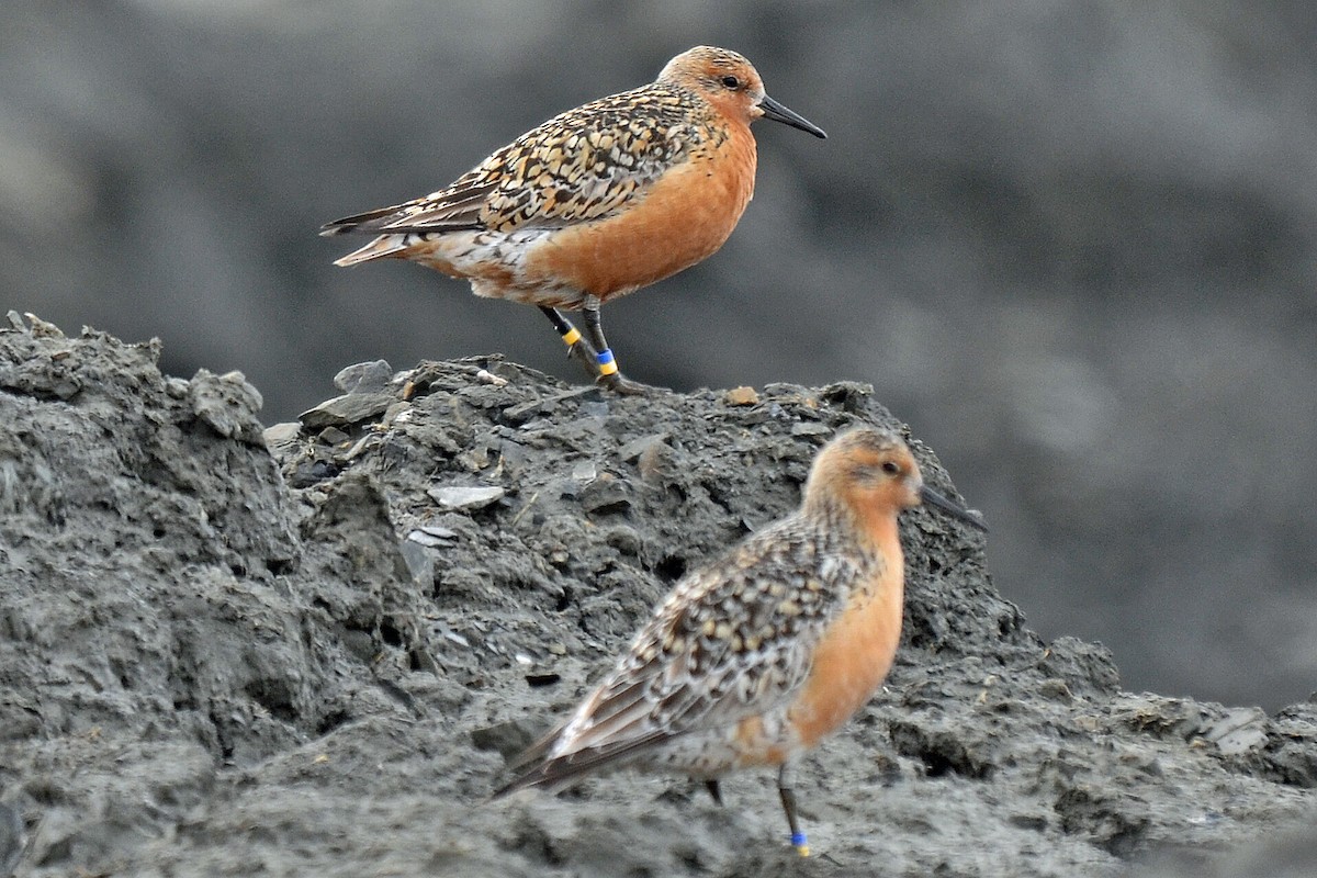 Red Knot - ML113637241