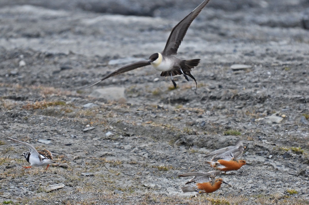 Long-tailed Jaeger - ML113638991