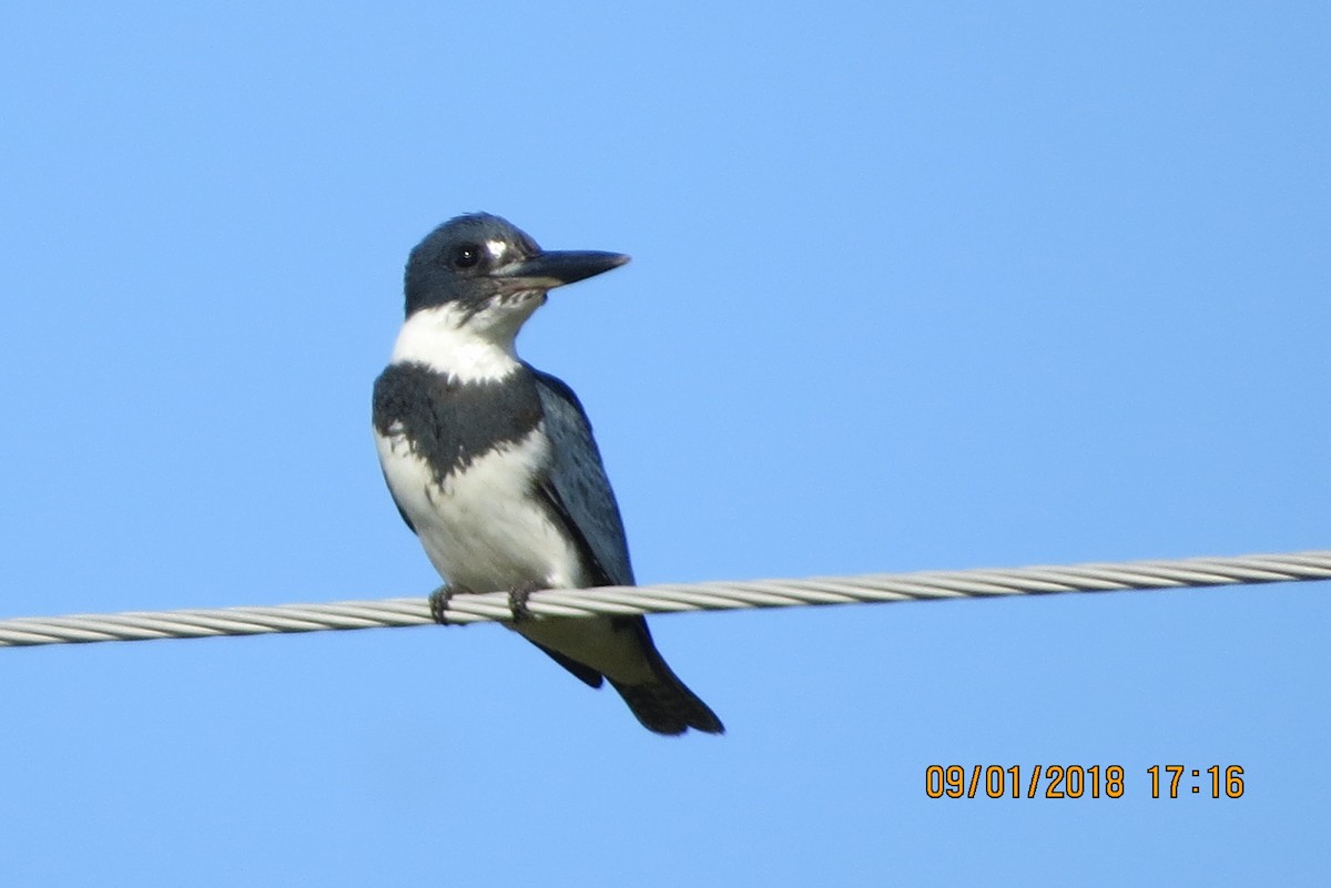 Belted Kingfisher - Deb Muzzy