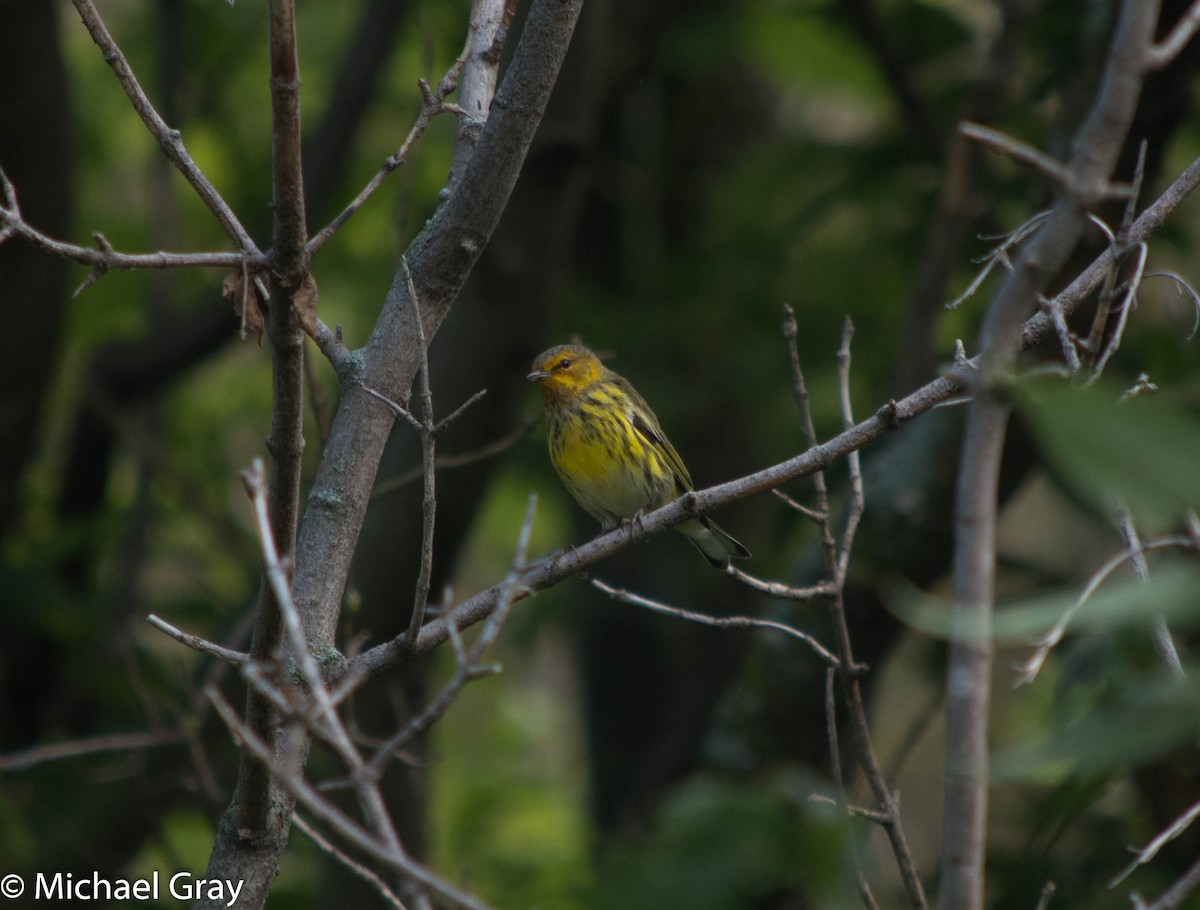 Cape May Warbler - ML113642541