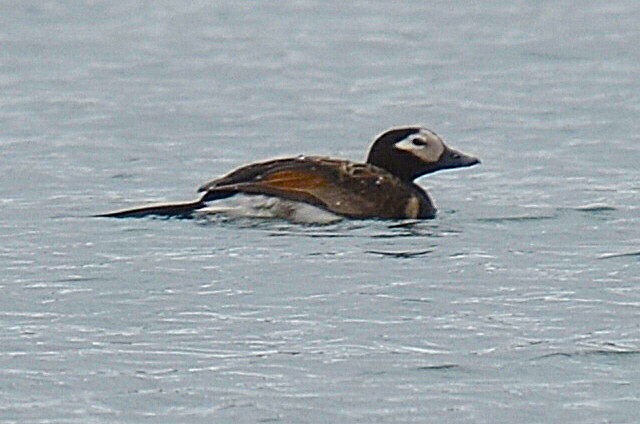 Long-tailed Duck - ML113642601