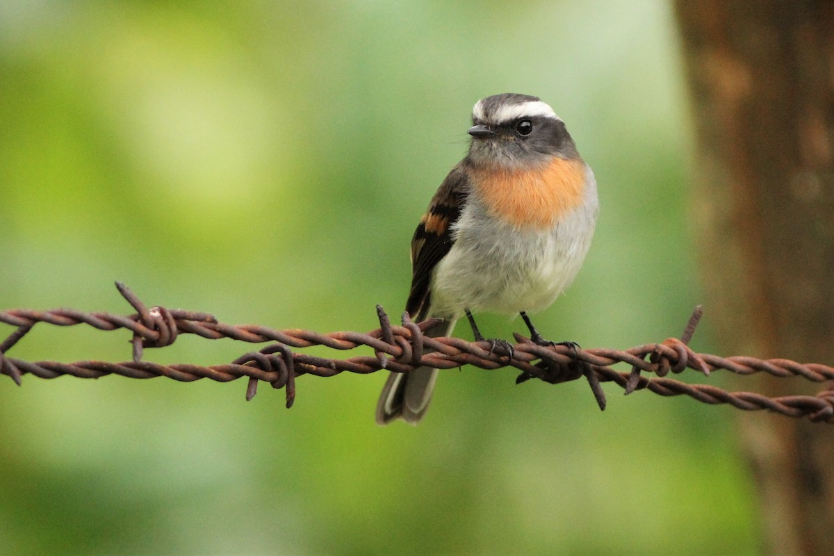 Rufous-breasted Chat-Tyrant - Sander Willems