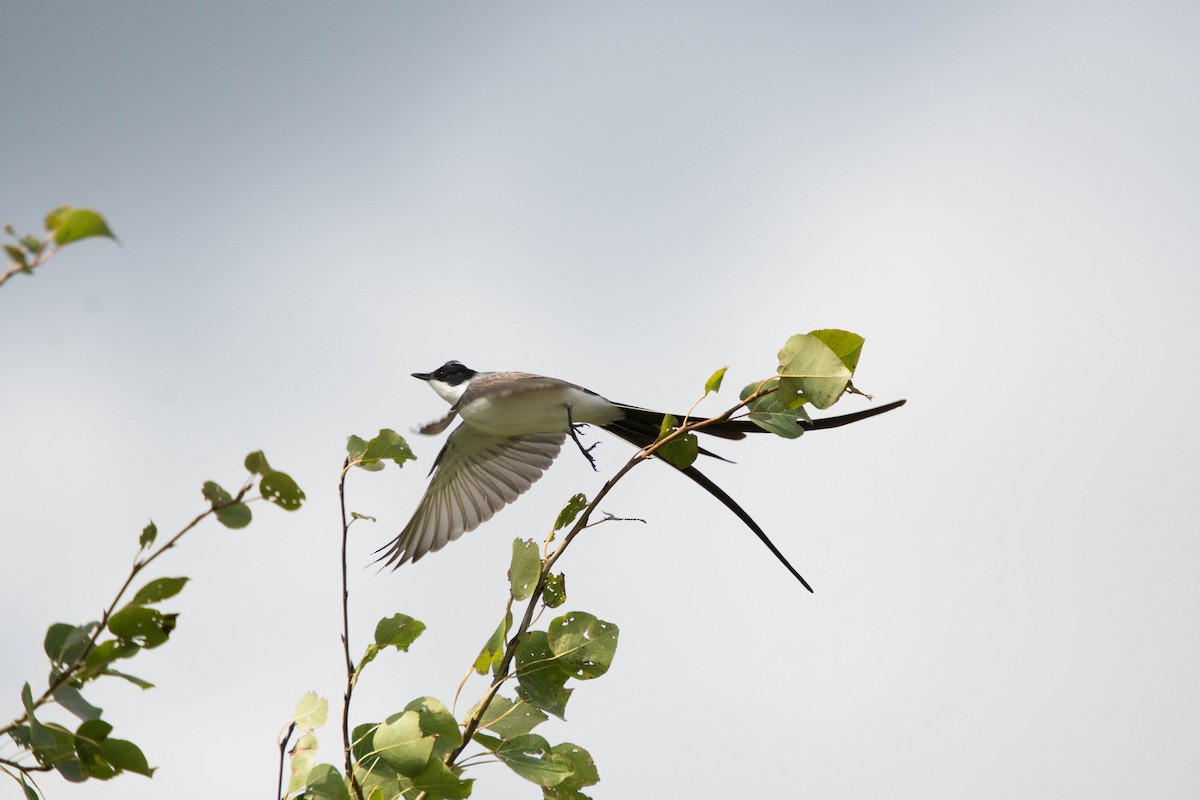 Fork-tailed Flycatcher - Yannick Fleury