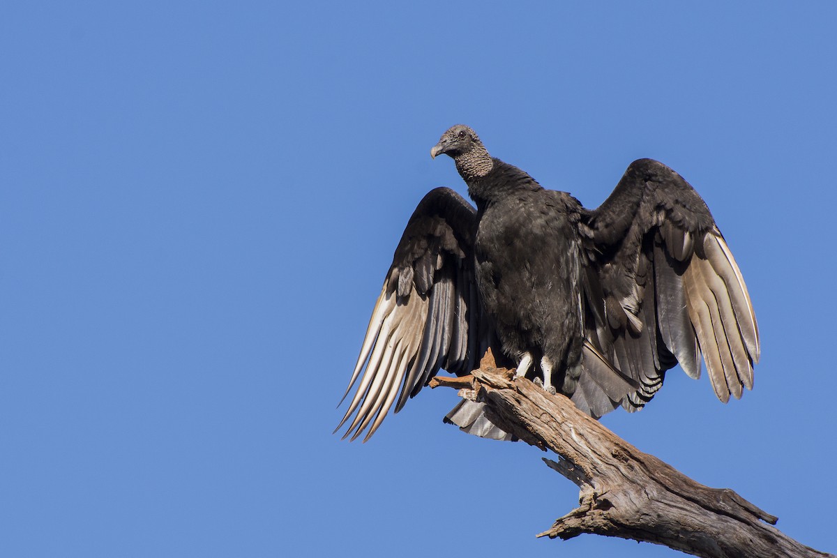 Black Vulture - João Salvador