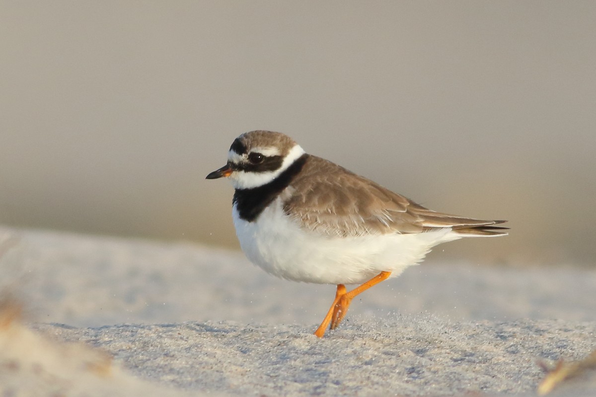 Common Ringed Plover - ML113654881