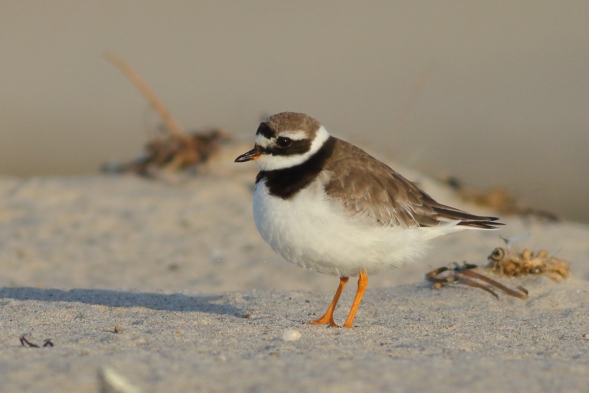 Common Ringed Plover - ML113654901