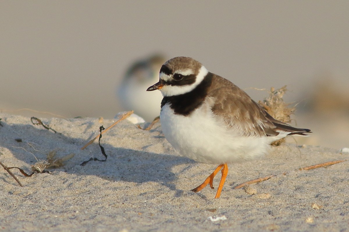 Common Ringed Plover - ML113654931