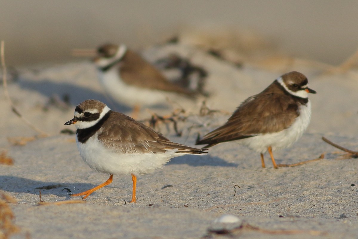 Common Ringed Plover - ML113655091