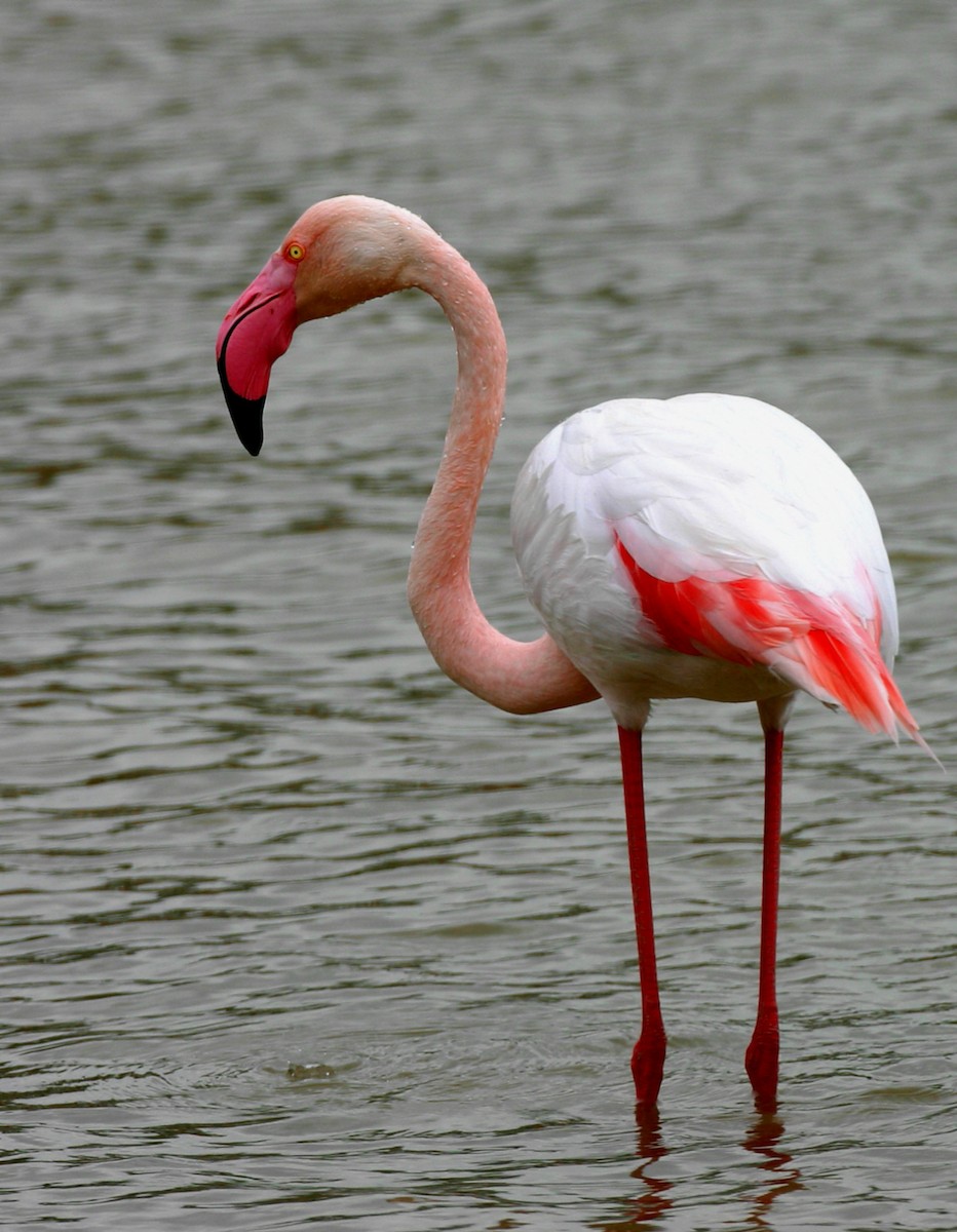 Greater Flamingo - Blake Matheson