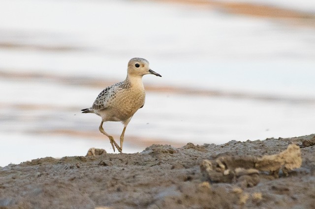 Buff-breasted Sandpiper