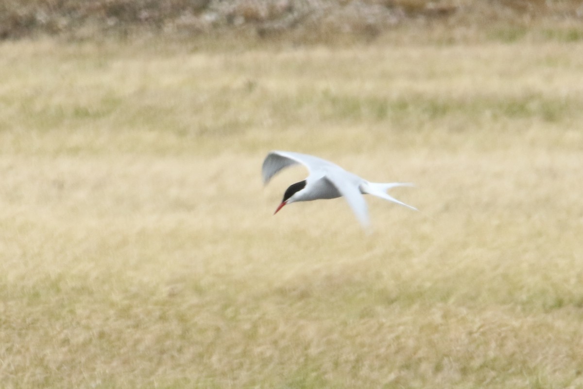 Arctic Tern - ML113659501